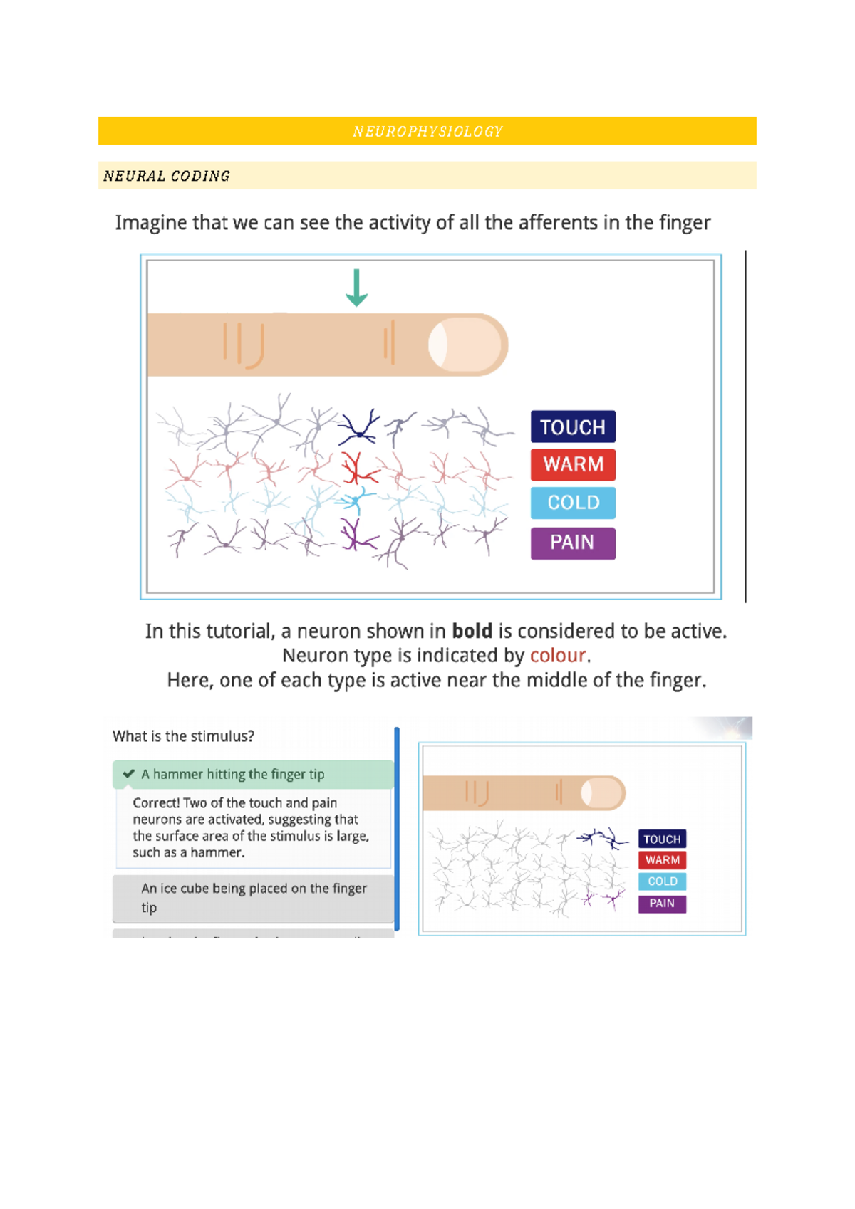 Neurophysiology - tutorial - MISC1001 - NEUROPHYSIOLOGY NEURAL CODING ...
