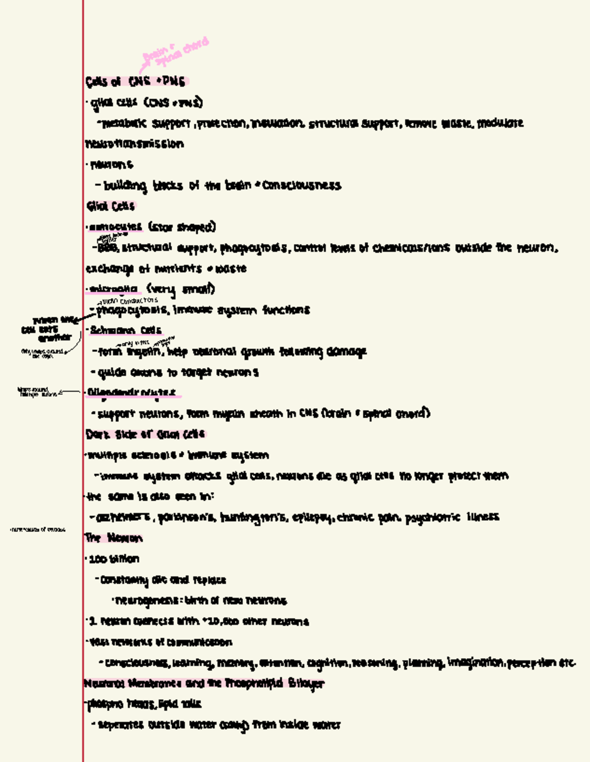 Final Exam Study Notes: CNS & PNS Glial Cells in ABC 101 - Studocu