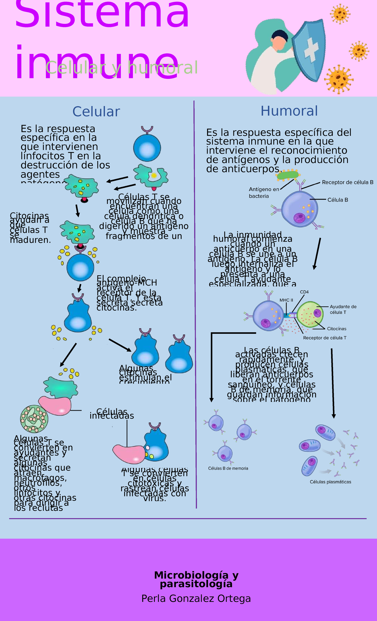 Infografía sobre la Respuesta Inmune Celular y Humoral - Microbiología ...