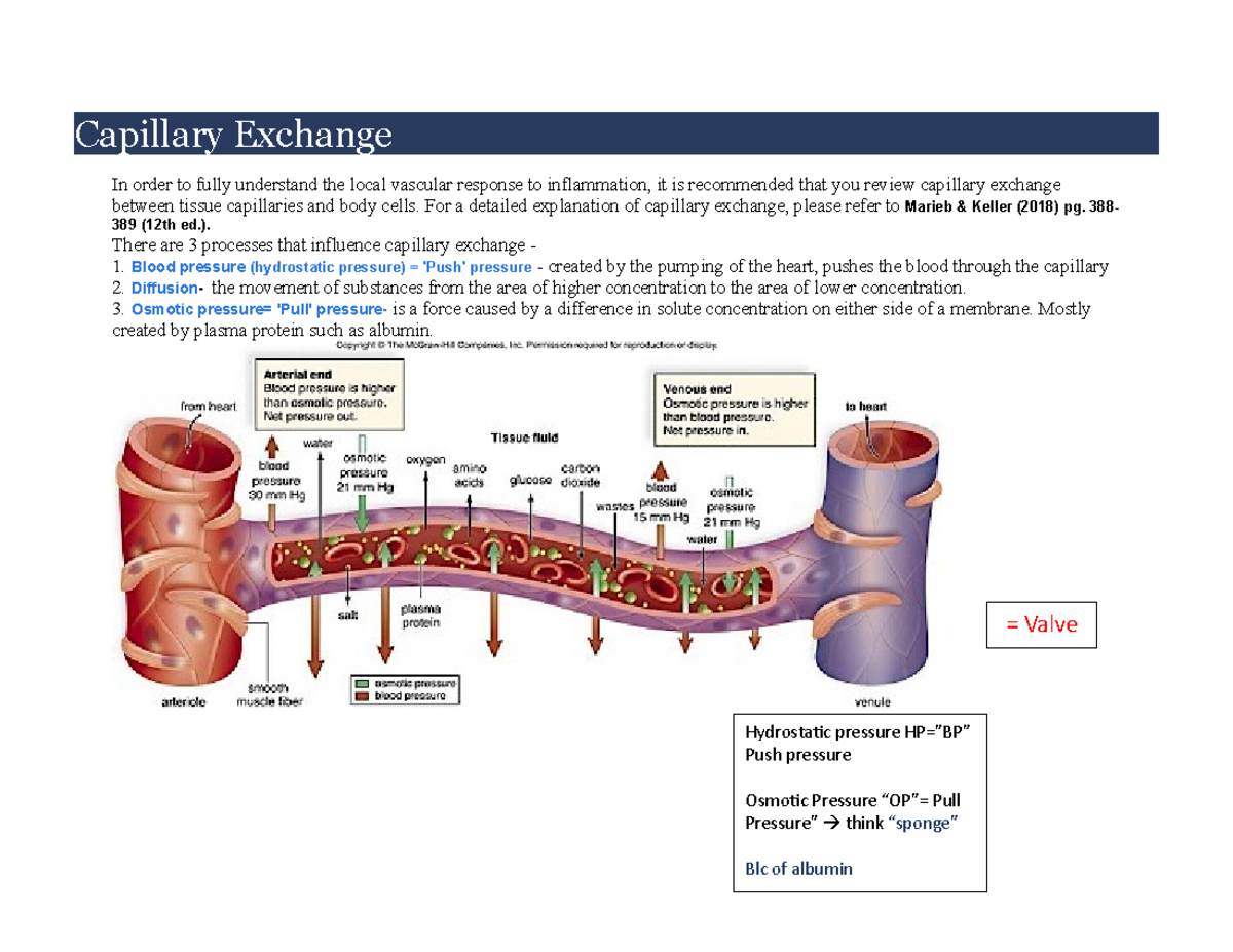 Exam 2 April 2020: Capillary Exchange and Vascular Response - Studocu
