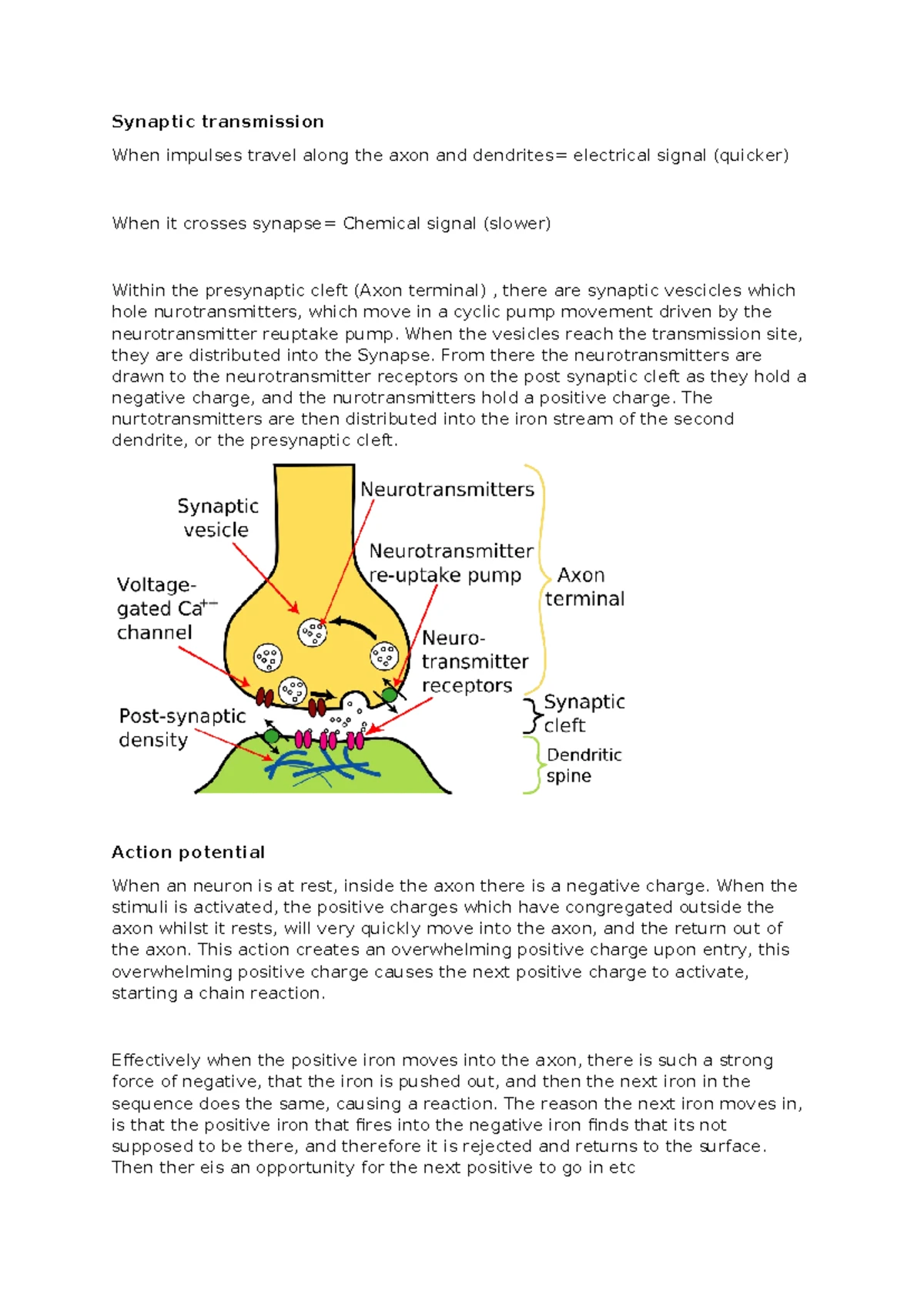 Action Potential Mechanism: Key Stages and Processes Explained - Studocu