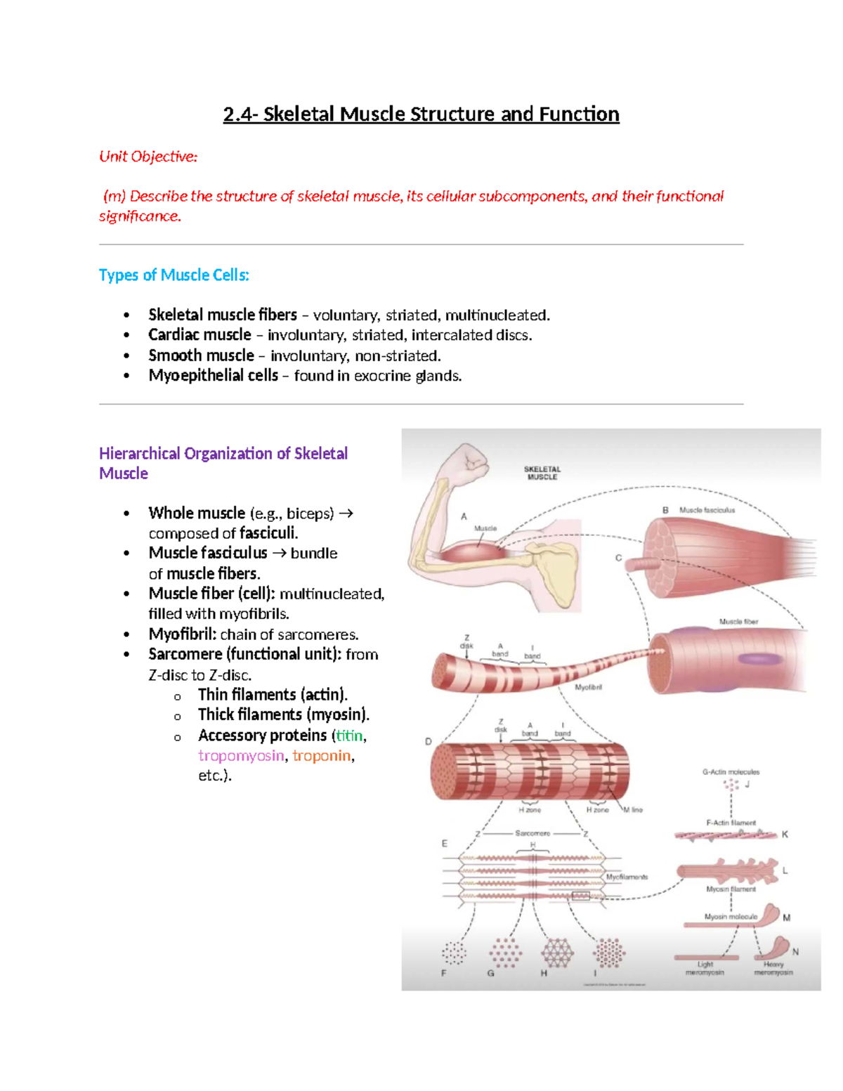Skeletal Muscle Structure & Function Overview (BIO101) - Studocu
