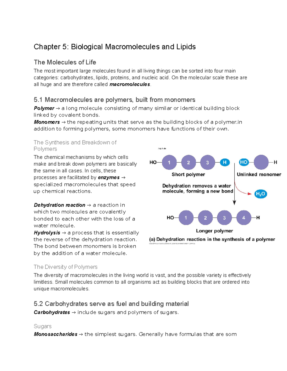 Chapter 5: Biological Macromolecules & Lipids Overview for BIO101 - Studocu