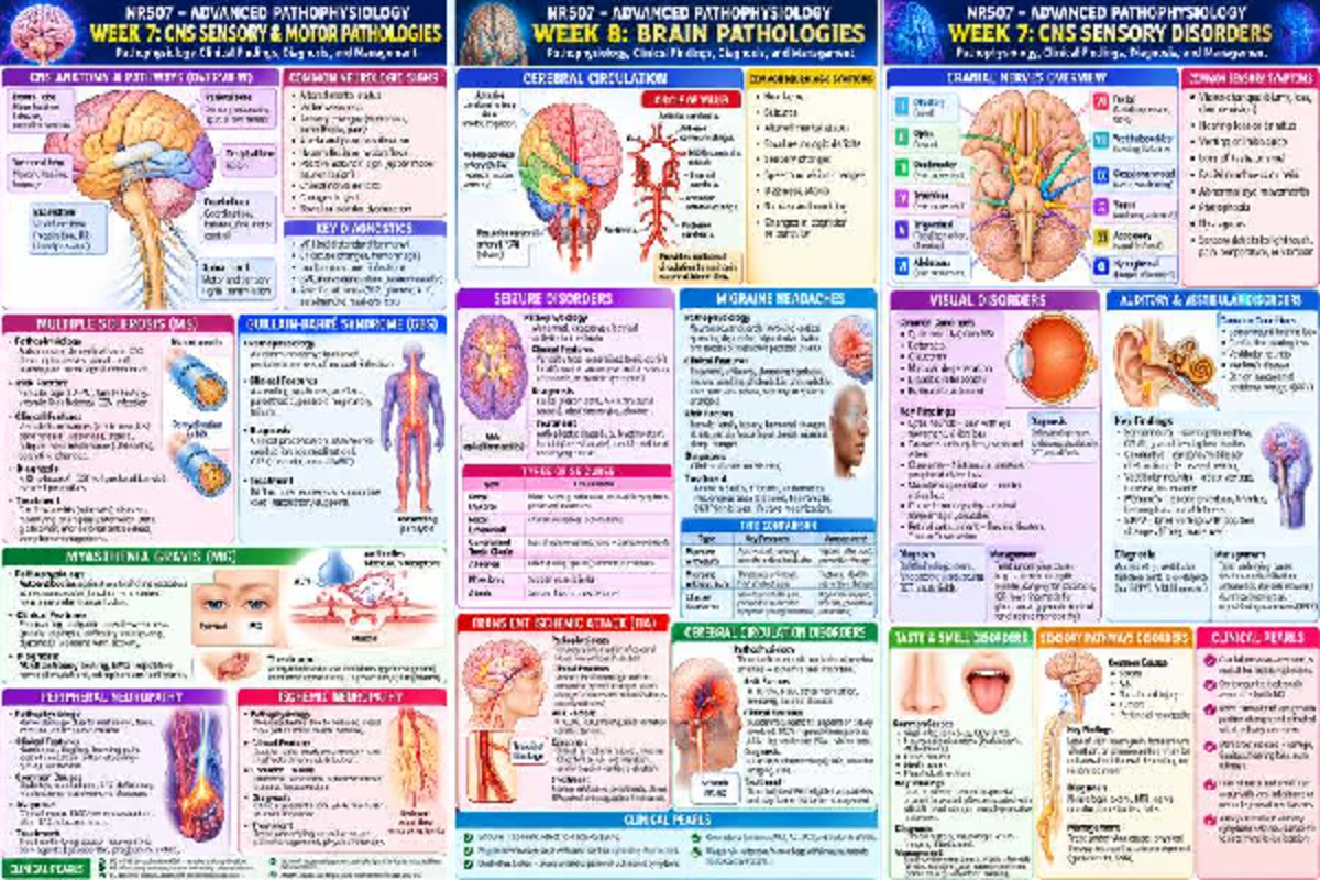 NR507 Final Exam Study Guide: CNS Pathologies and Management - Studocu