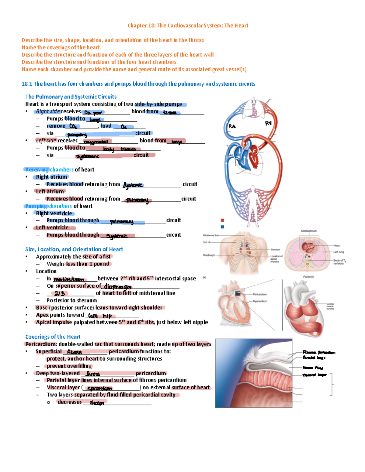 Cardiovascular Physiology: Heart Structure, Function, and Regulation ...