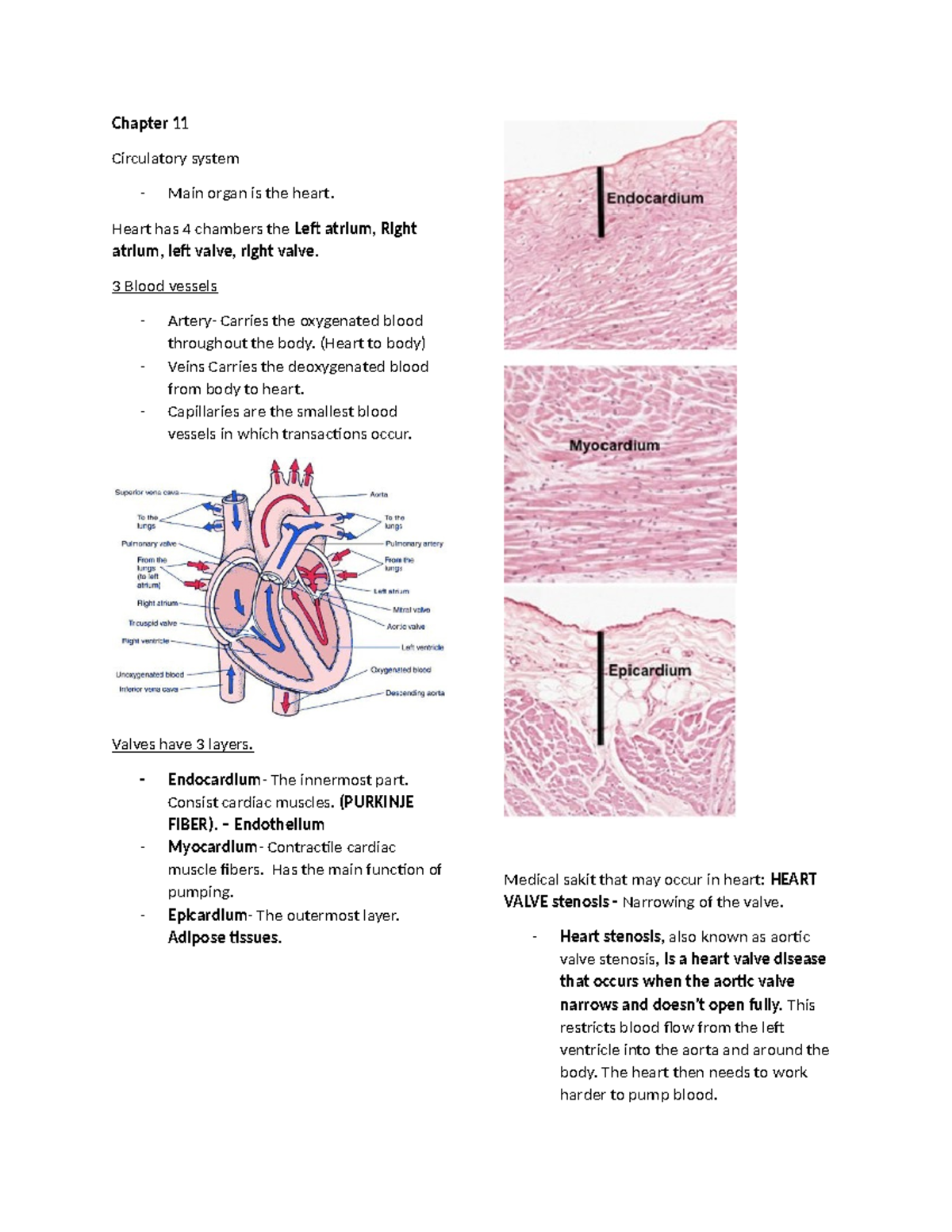 Chapter 11 Histology Lecture: The Circulatory System Overview - Studocu