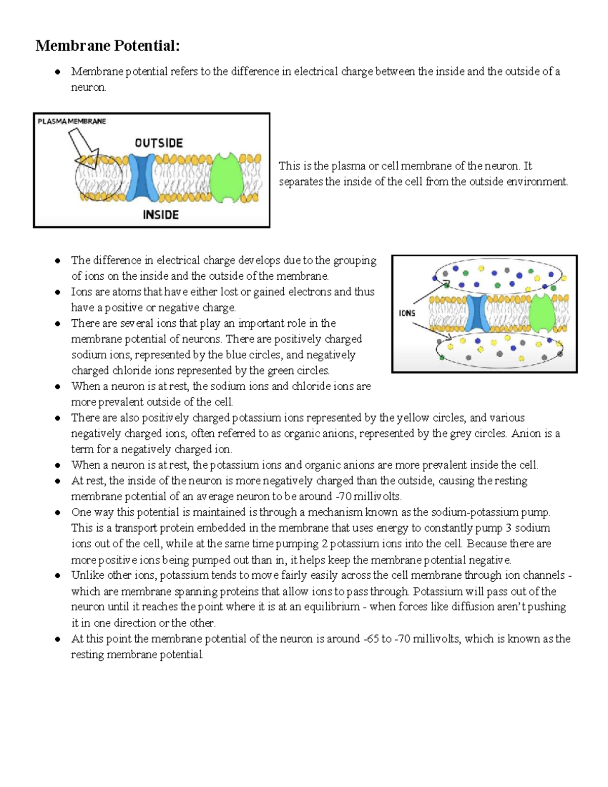 Resting Membrane Potential and Action Potential Overview (BIO 101 ...