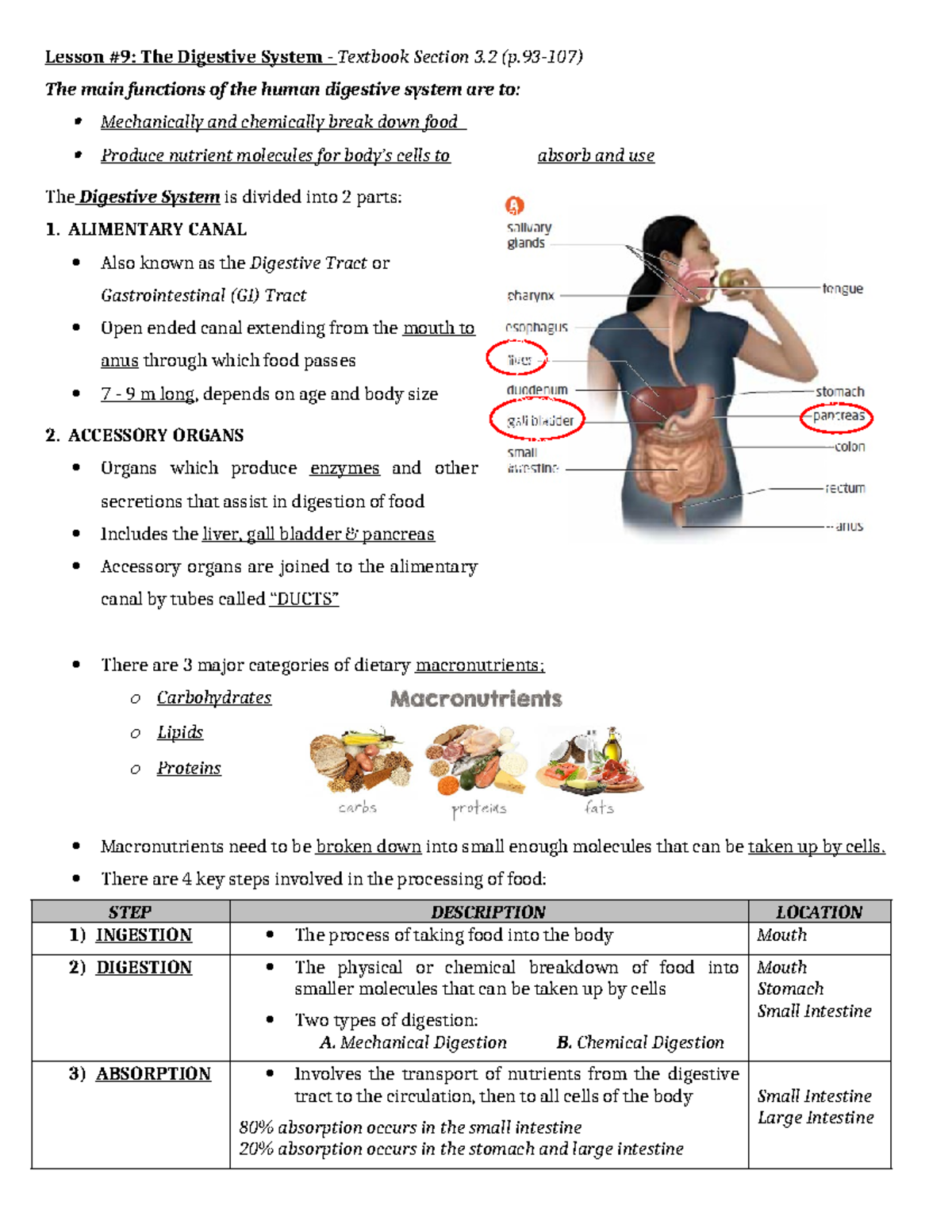 Lesson 9: Digestive System Overview and Practice Questions - Lesson #9 ...