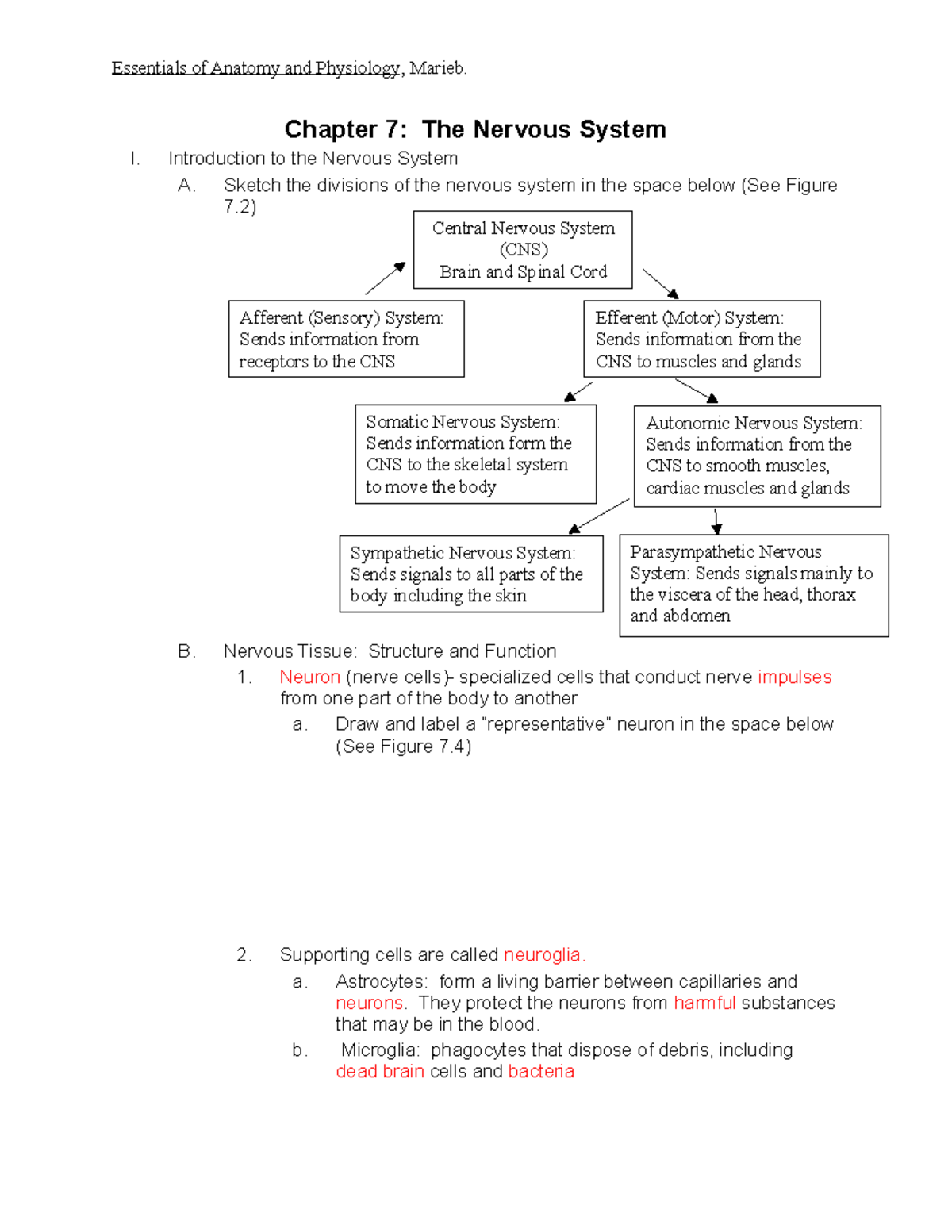 Chapter 7 Outline: The Nervous System - LP - Studocu