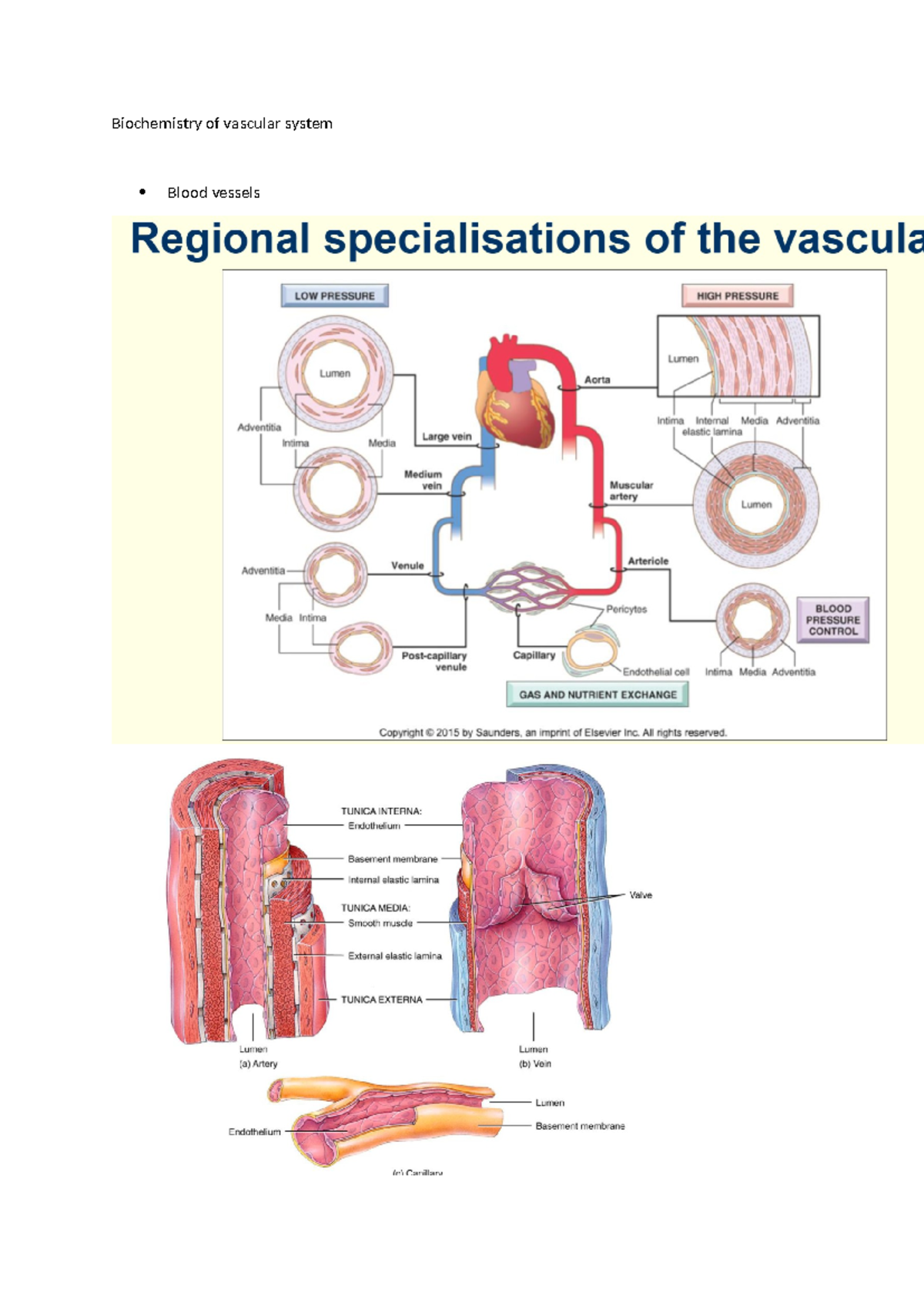 Biochemistry of Vascular System: Conductance and Blood Flow Dynamics ...