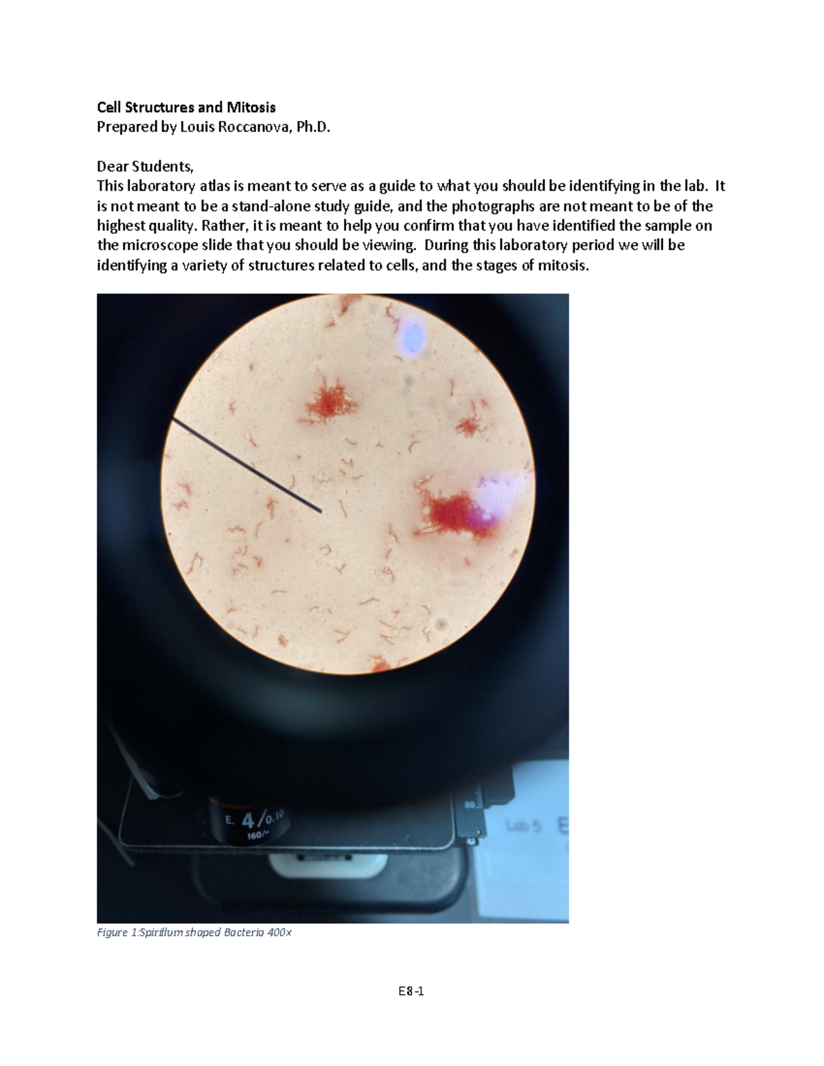 Cell Structures and Mitosis Lab Guide 8 ADA - Studocu