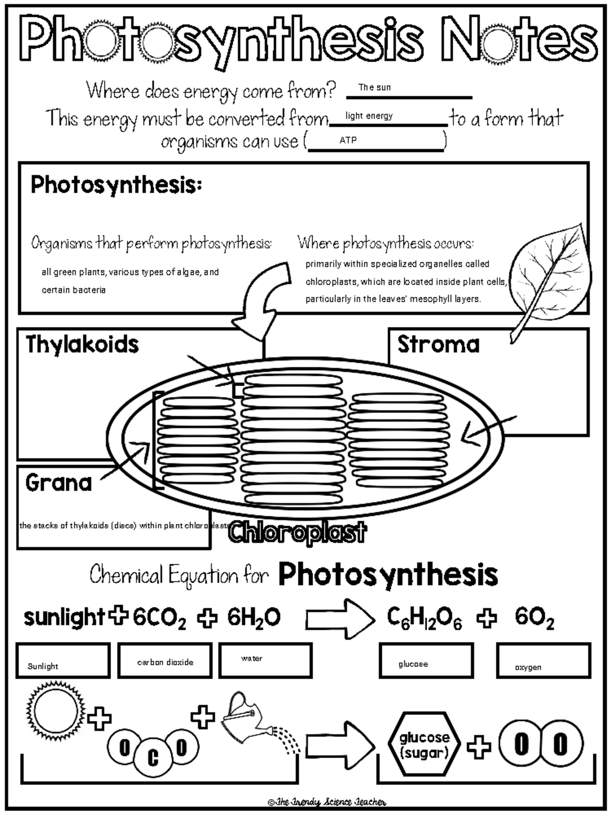 Photosynthesis Notes (BIO 101): Energy Conversion & Mechanisms - Studocu