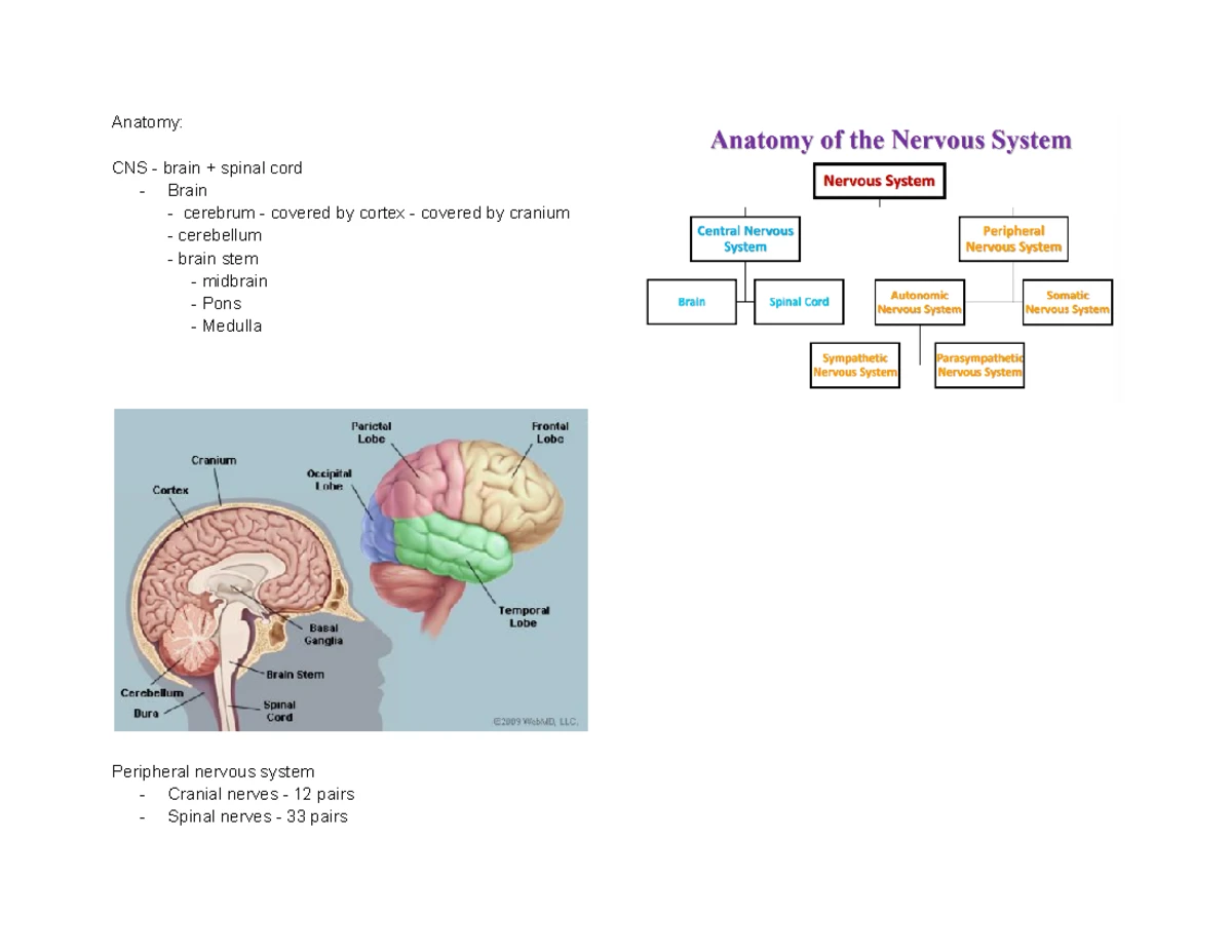 Constitutional Law Notes - Final Exam (Constit II) - Studocu