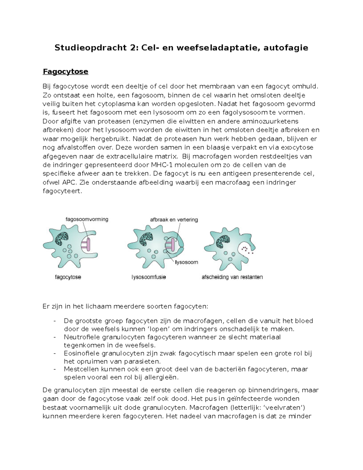 Studieopdracht 2 Samenvatting: Fagocytose en Autofagie Processen ...