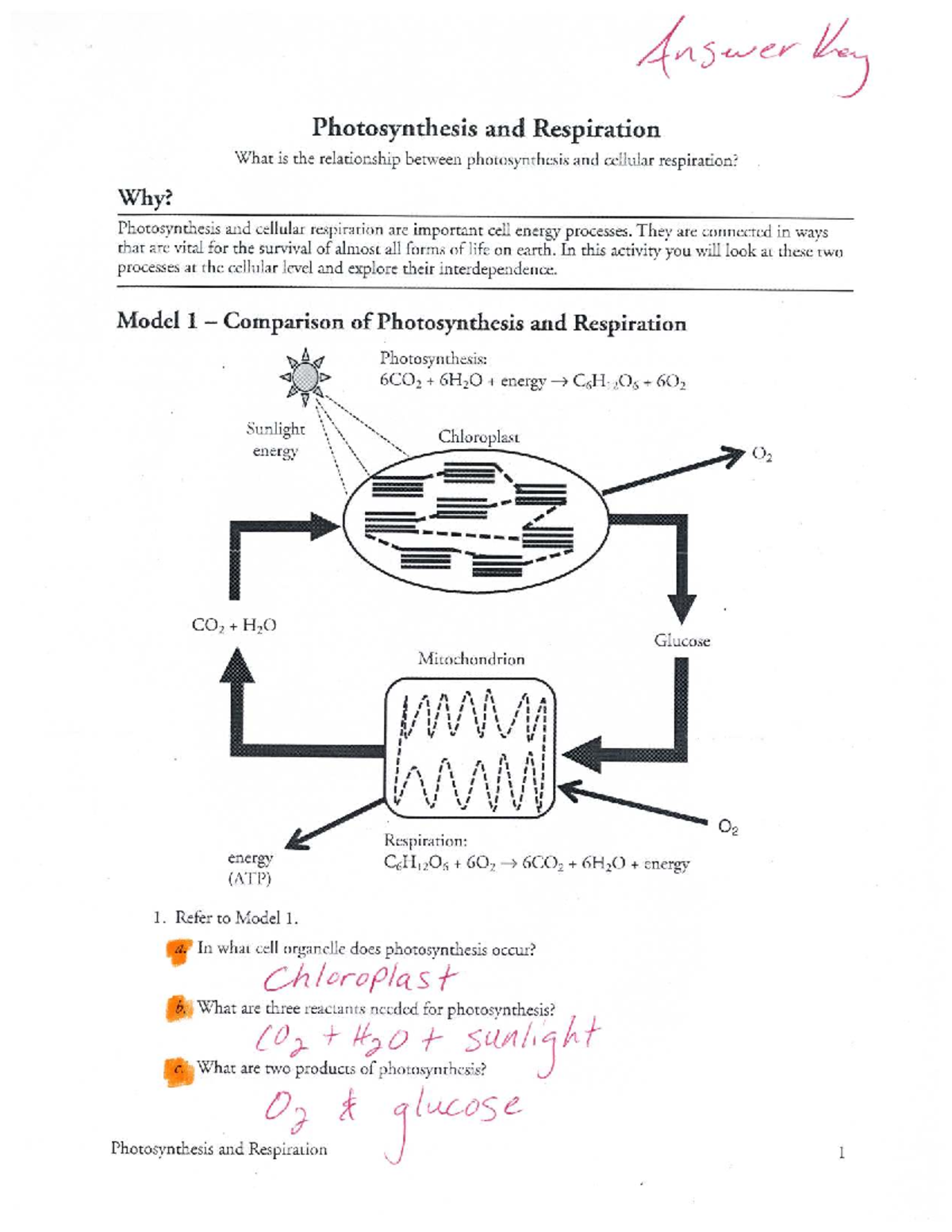 Answer Key: Photosynthesis & Respiration Overview - Studocu