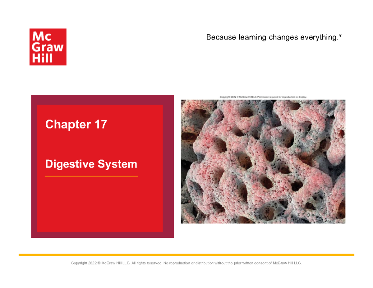 Digestive System Overview and Functions - Chapter 17 Notes - Studocu