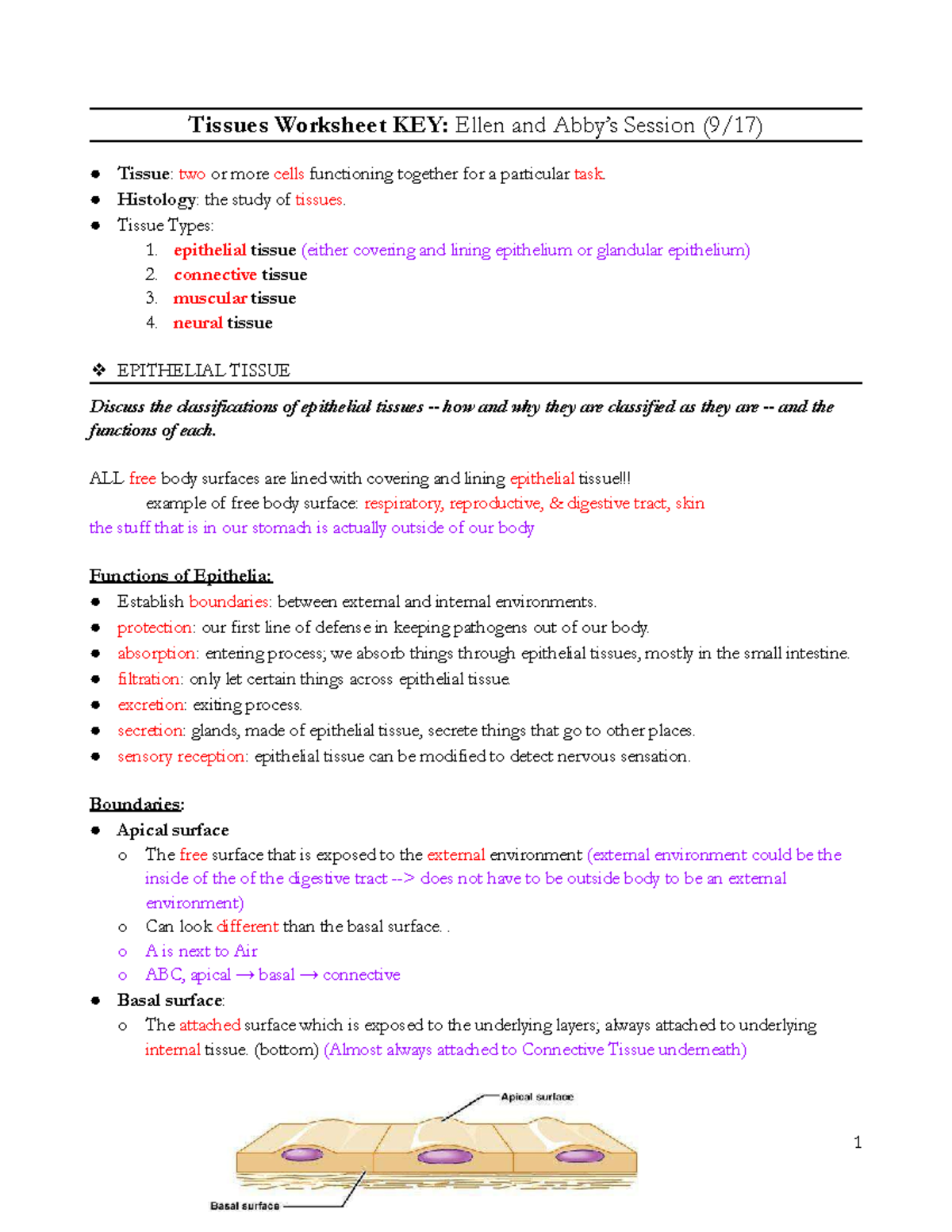 2.1 Tissues Worksheet KEY: Histology and Tissue Classifications - Studocu