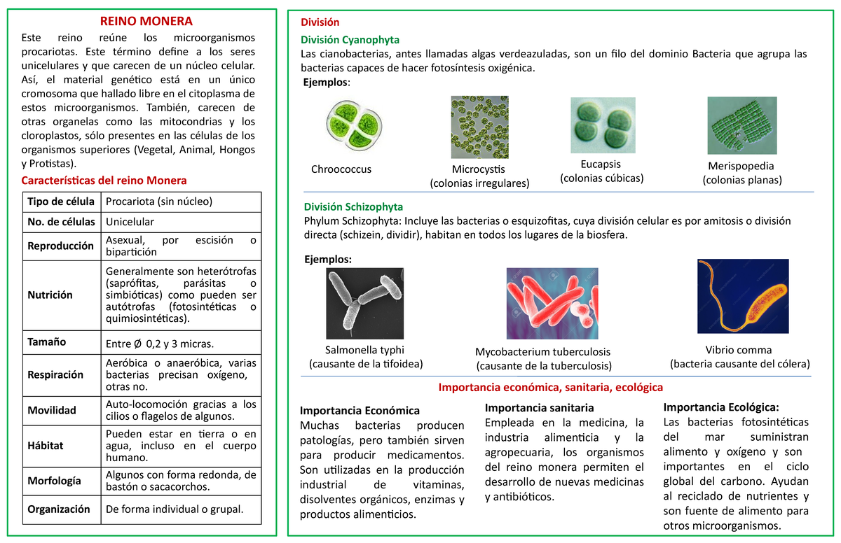 562626054 Reino Monera: Características y Importancia Ecológica - Studocu