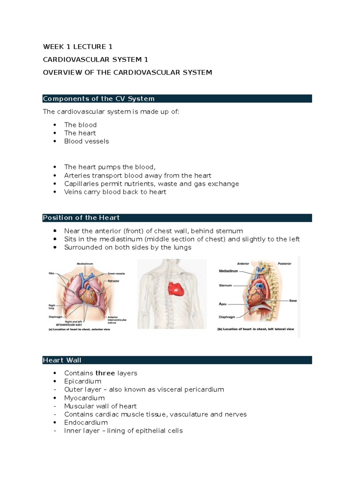 WEEK 1 LECTURE 1: OVERVIEW OF THE CARDIOVASCULAR SYSTEM - Studocu