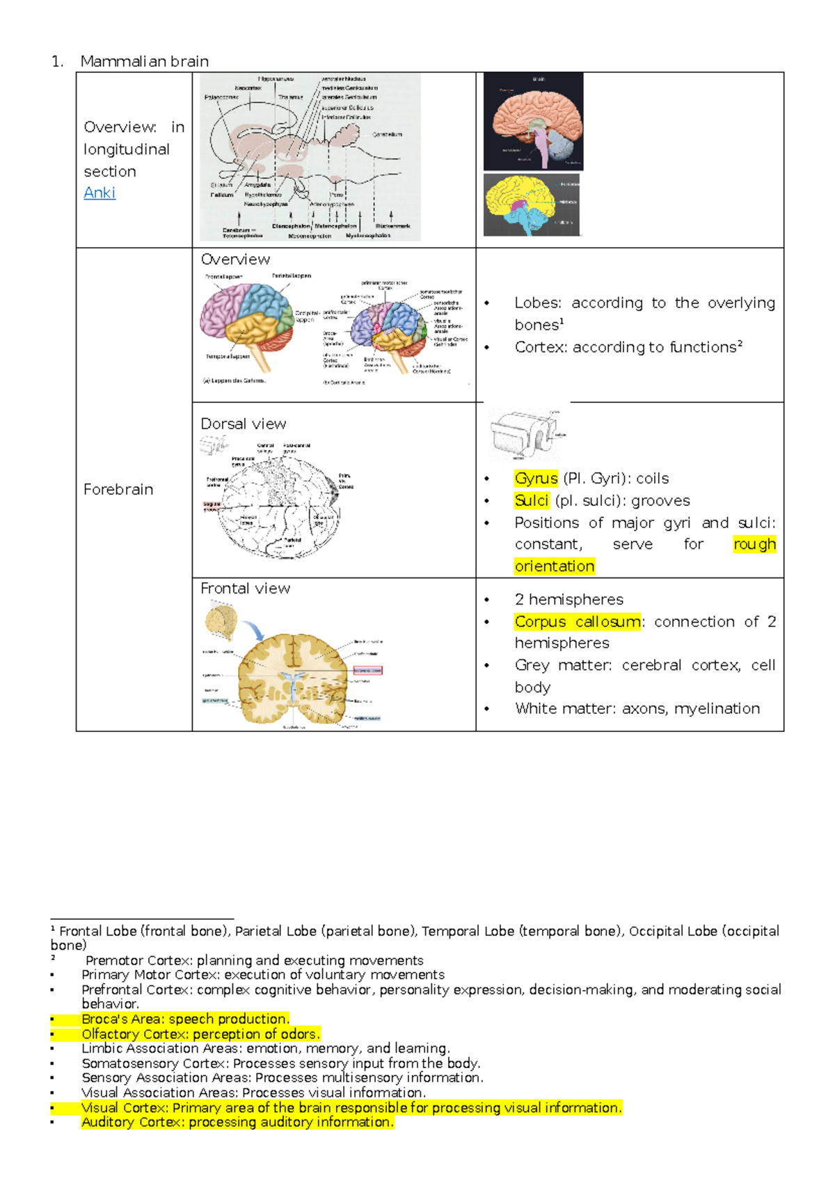 Neuron Anatomy and Function Summary - ANKI Course 1 - Studocu