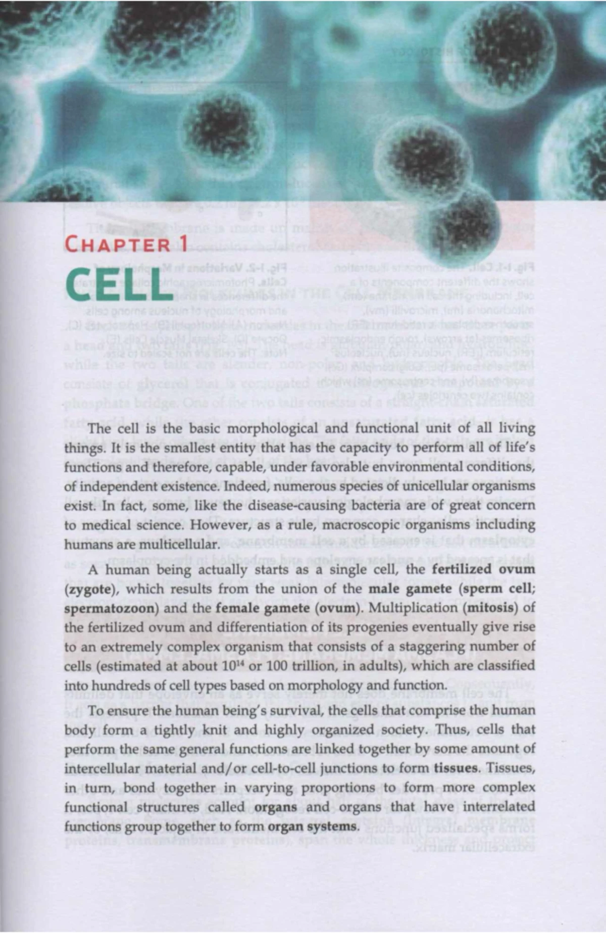 Scanned Chapter 1 Esteban and Gonzales Book of Histology 6th edition ...