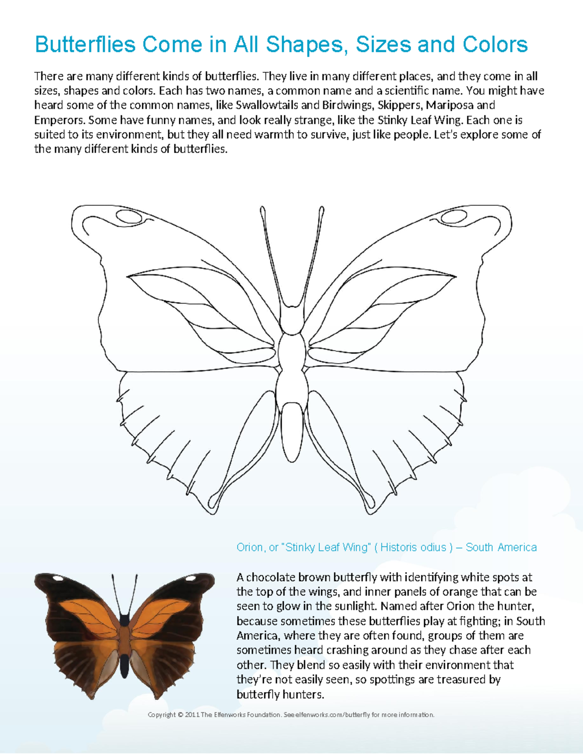 Butterflies: Varieties, Habitats, and Unique Traits Explained - Studocu