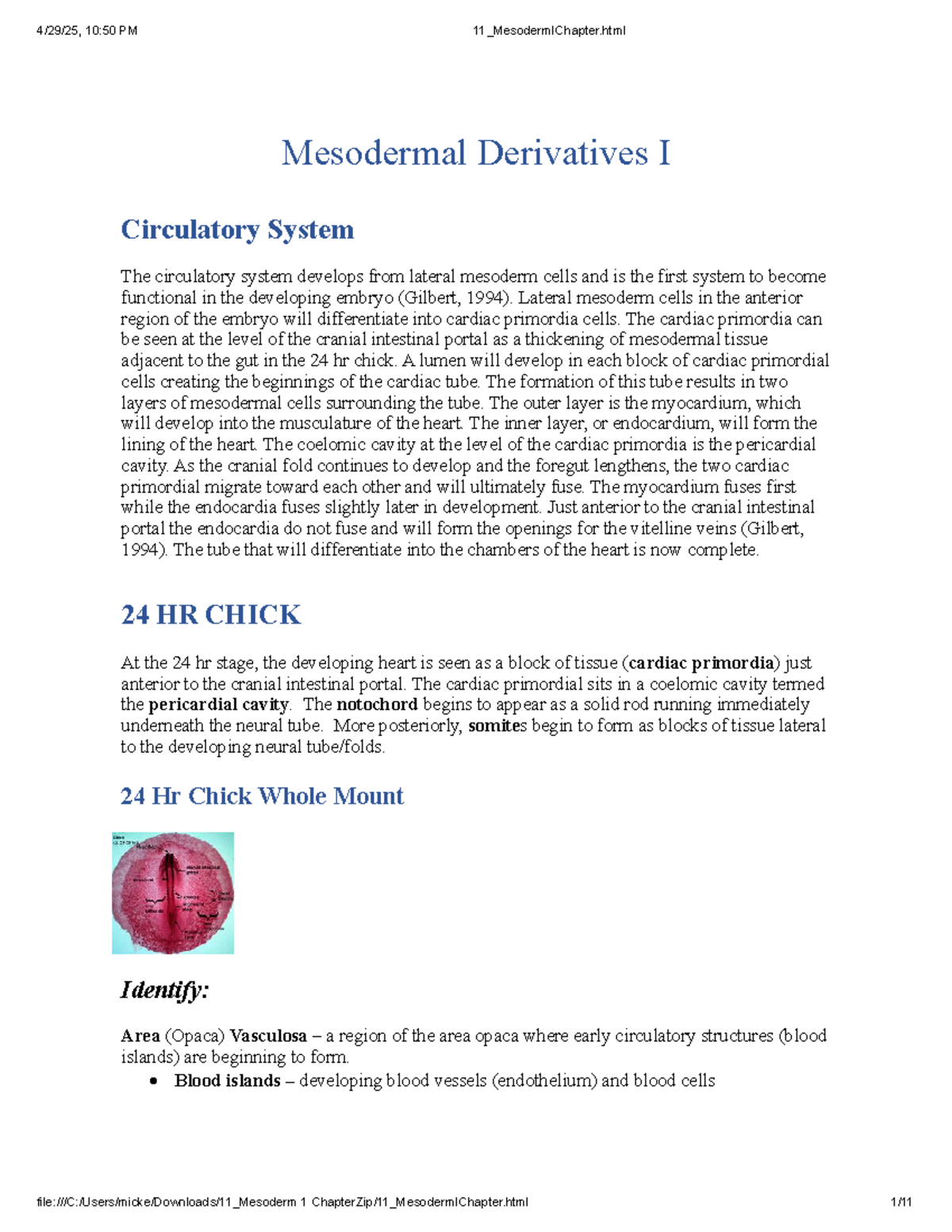 Mesodermal Derivatives I: Circulatory System Development in 24-48hr ...