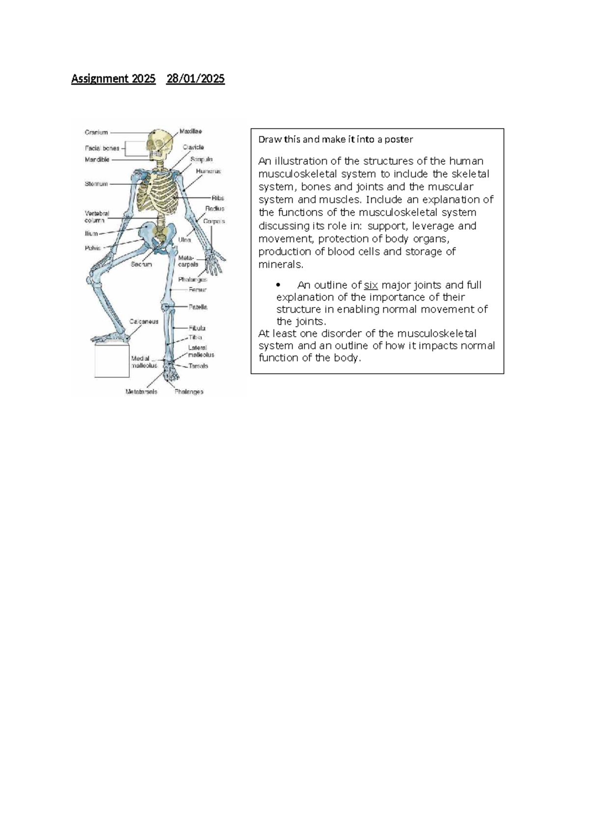 Assignment 2025: Human Musculoskeletal System Poster Project - Studocu