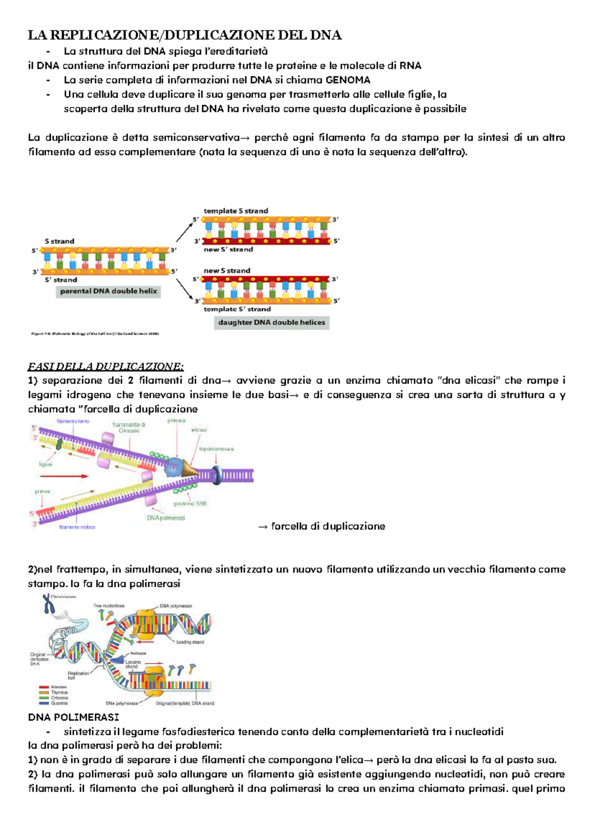 DNA - dna - LA REPLICAZIONE/DUPLICAZIONE DEL DNA La struttura del DNA ...