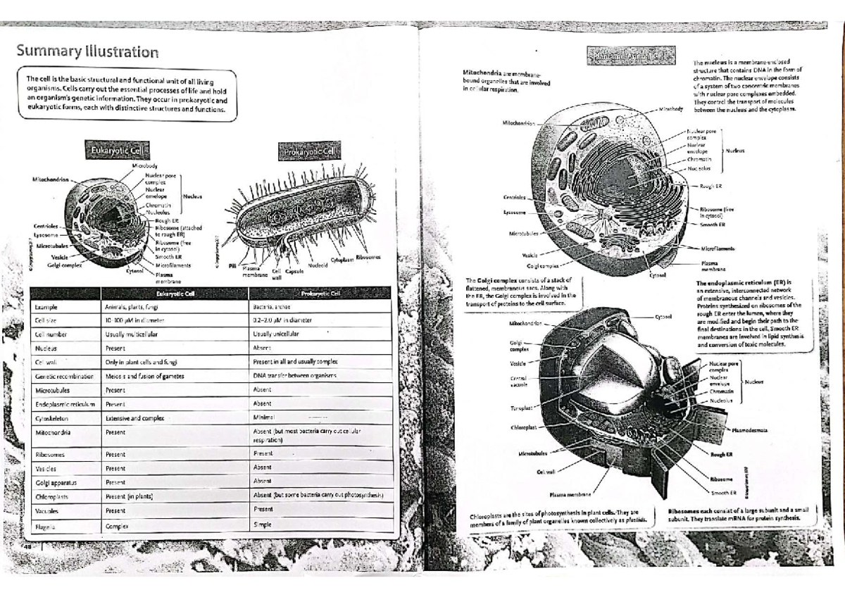Cell Recap - Summary Illustration Plantario Animal Cells The nucleus is ...