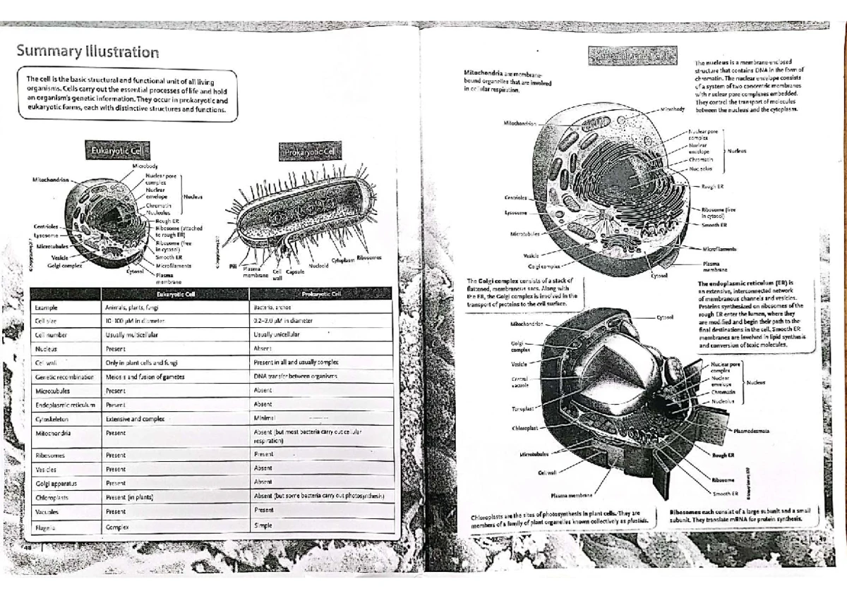 FALL 2021 BIOLOGY NYA LAB 1: MICROSCOPY & COMPOUND MICROSCOPE SKILLS ...