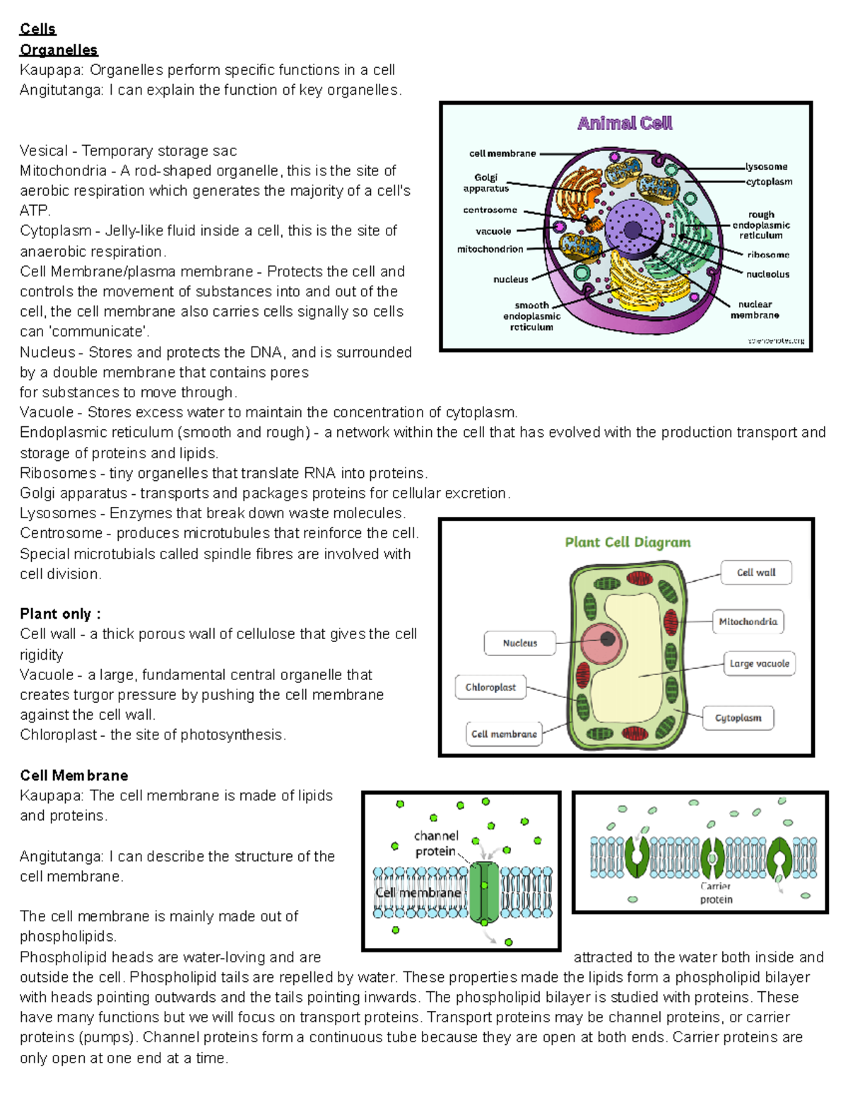 Level 2 Biology Review: Cells & Organelles (Standard 91156) - Studocu
