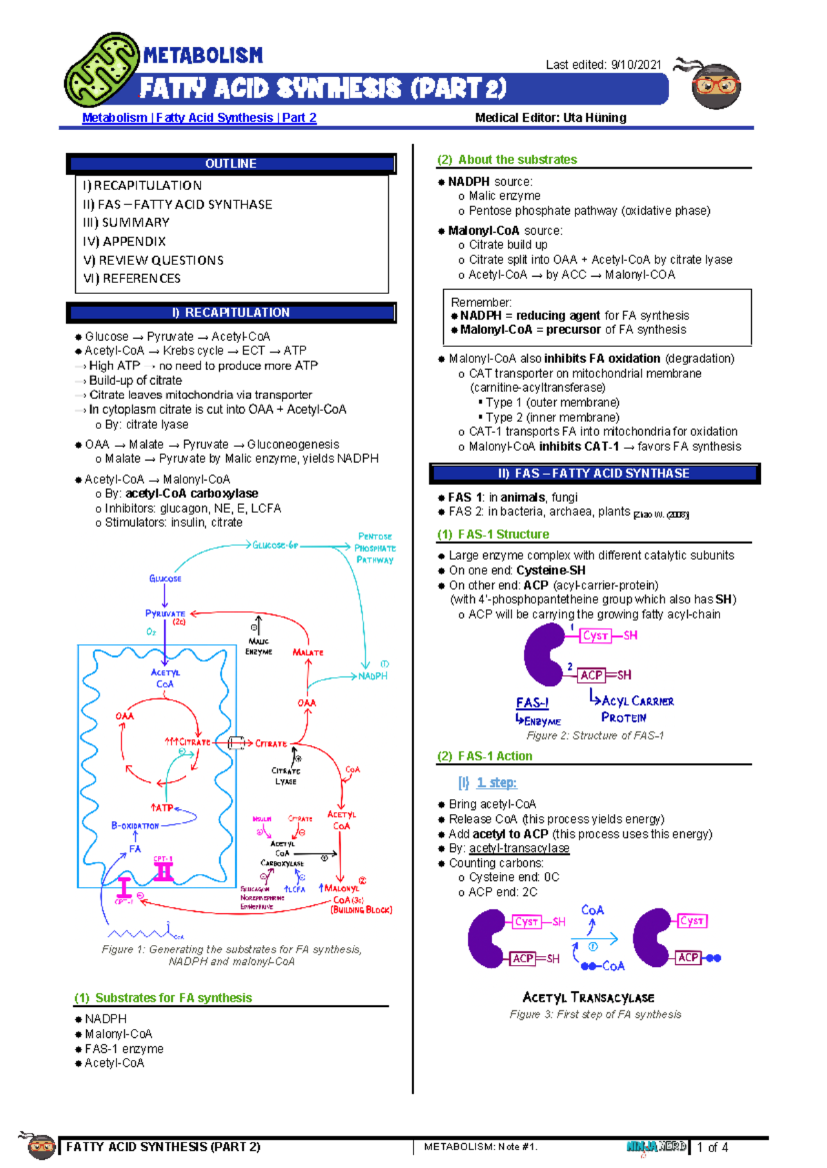 171 - Metabolism Physiology: Fatty Acid Synthesis Part 2 Notes - Studocu