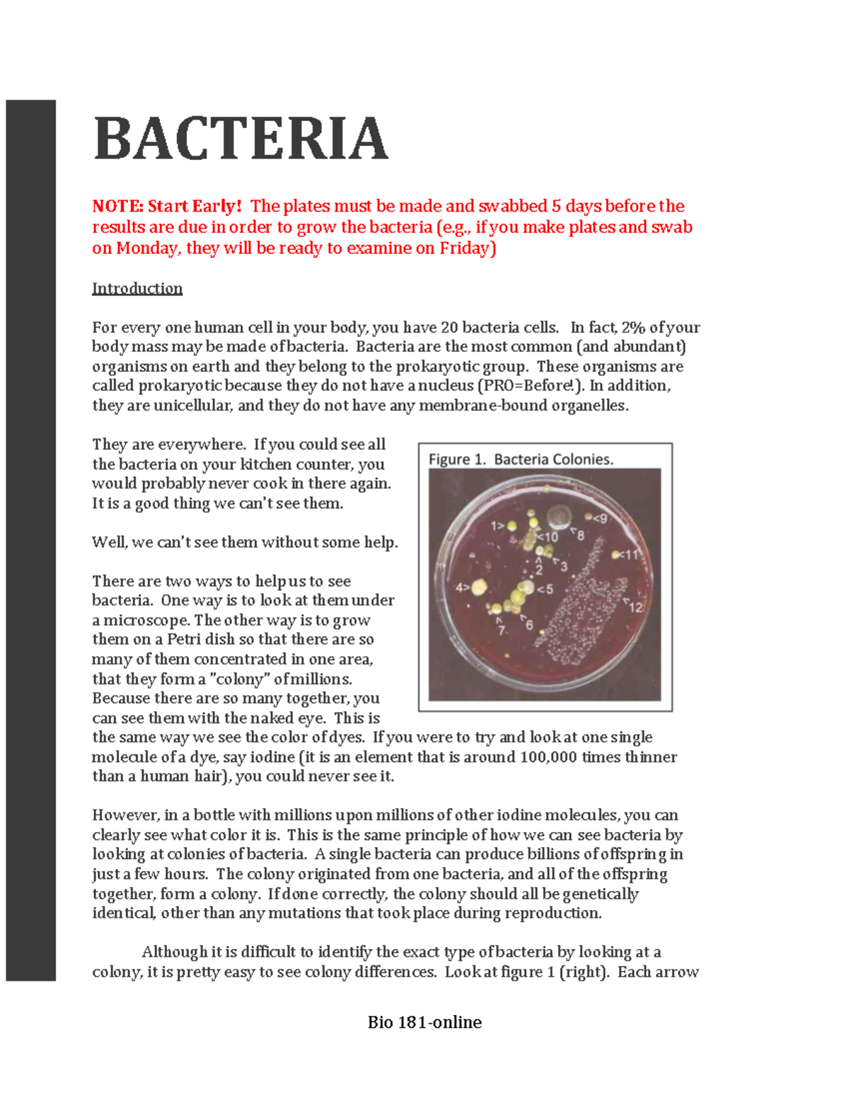 Bio 205 Lab: Bacterial Growth & Diversity Experiment Notes - Studocu