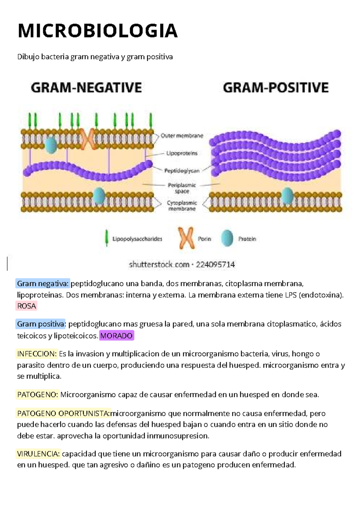 Microbiología: Bacterias Gram Positivas y Negativas en Infecciones ...