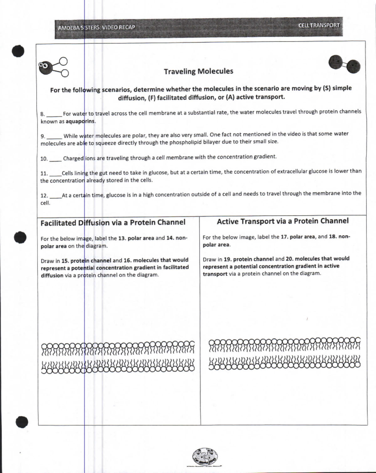 Ameoba Sisters: Cell Transport Worksheet Analysis (Video Recap) - Studocu