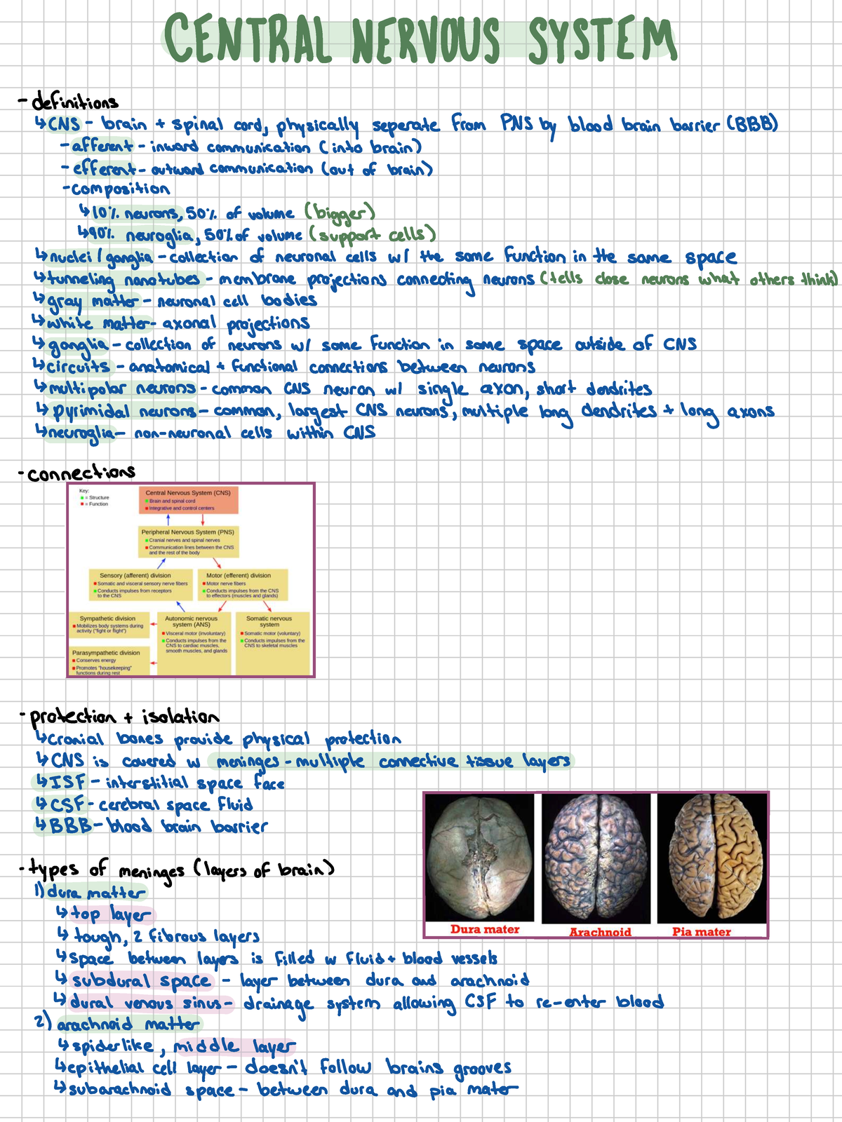CNS Exam 3: Circuitry of the Brain and Spinal Cord Overview - CENTRAL ...
