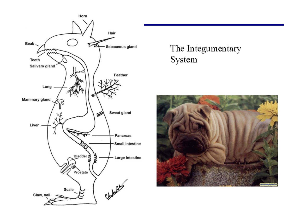 Week 02 Lecture 03: Overview of the Integumentary System - Studocu