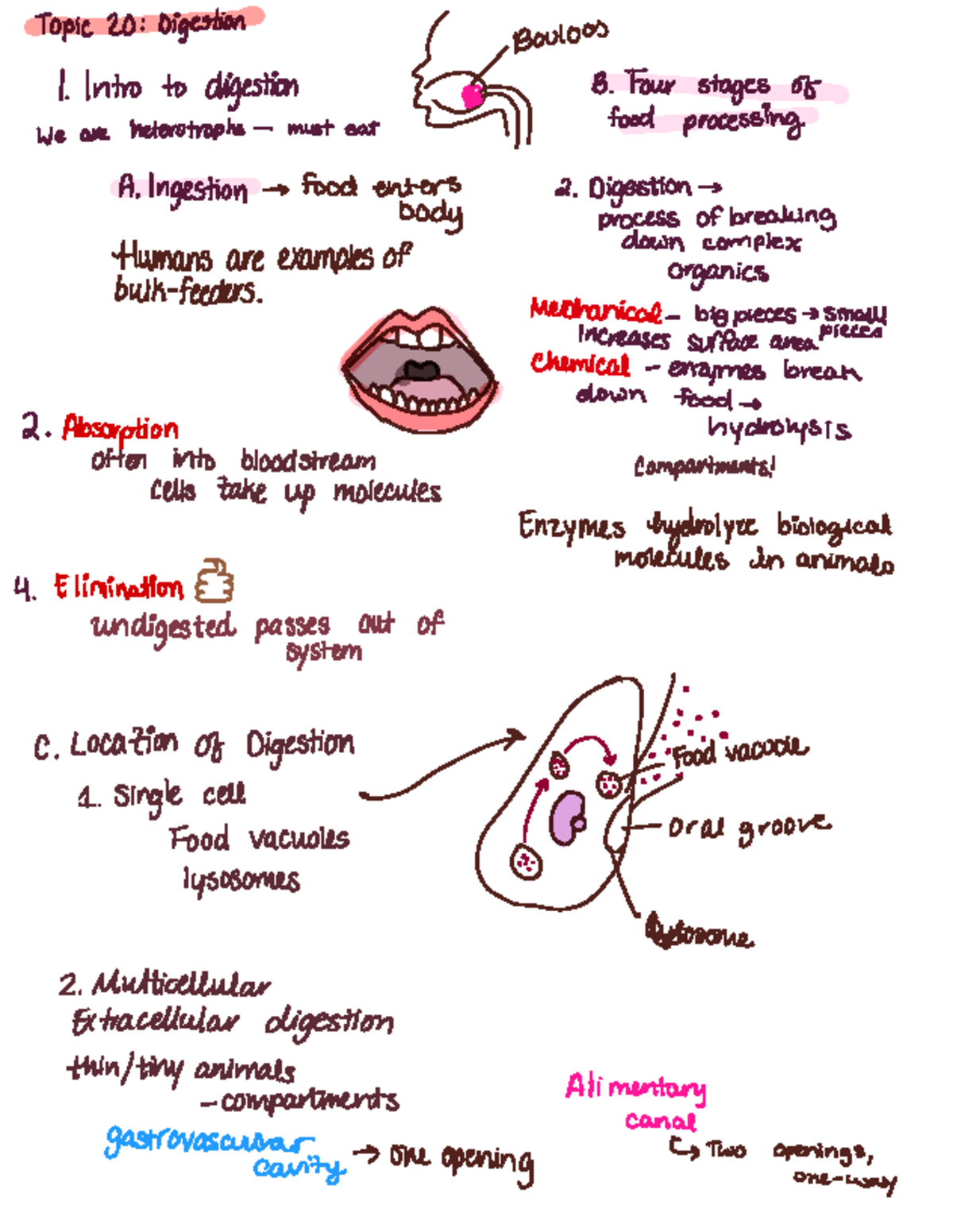 General Biology II: Digestion & Nutrition Overview (Ch. 34, 37) - Studocu