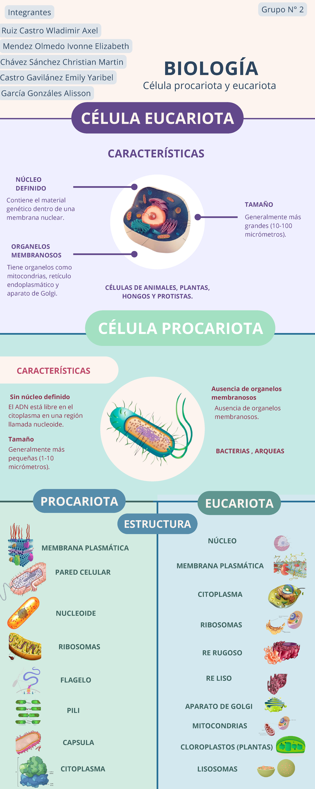 mapa-conceptual-de-la-celula-procariota-y-eucariota-en-ingles