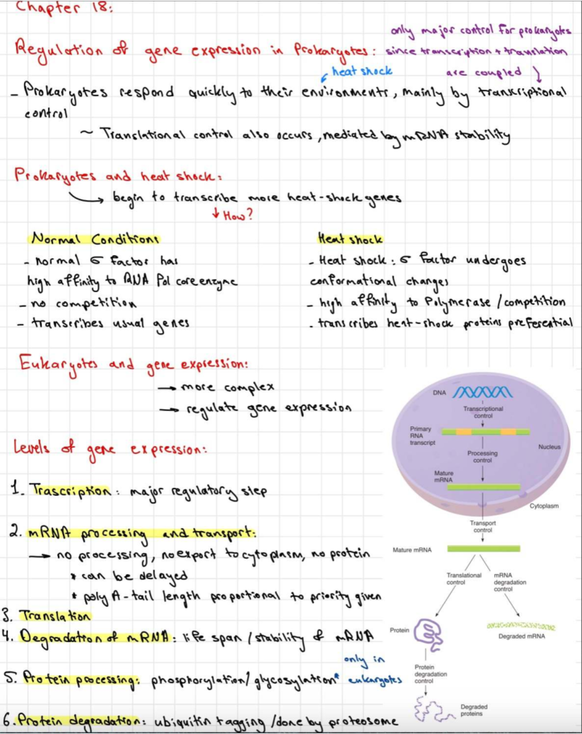 Chapter 18: Gene Expression Regulation in Prokaryotes and Eukaryotes ...
