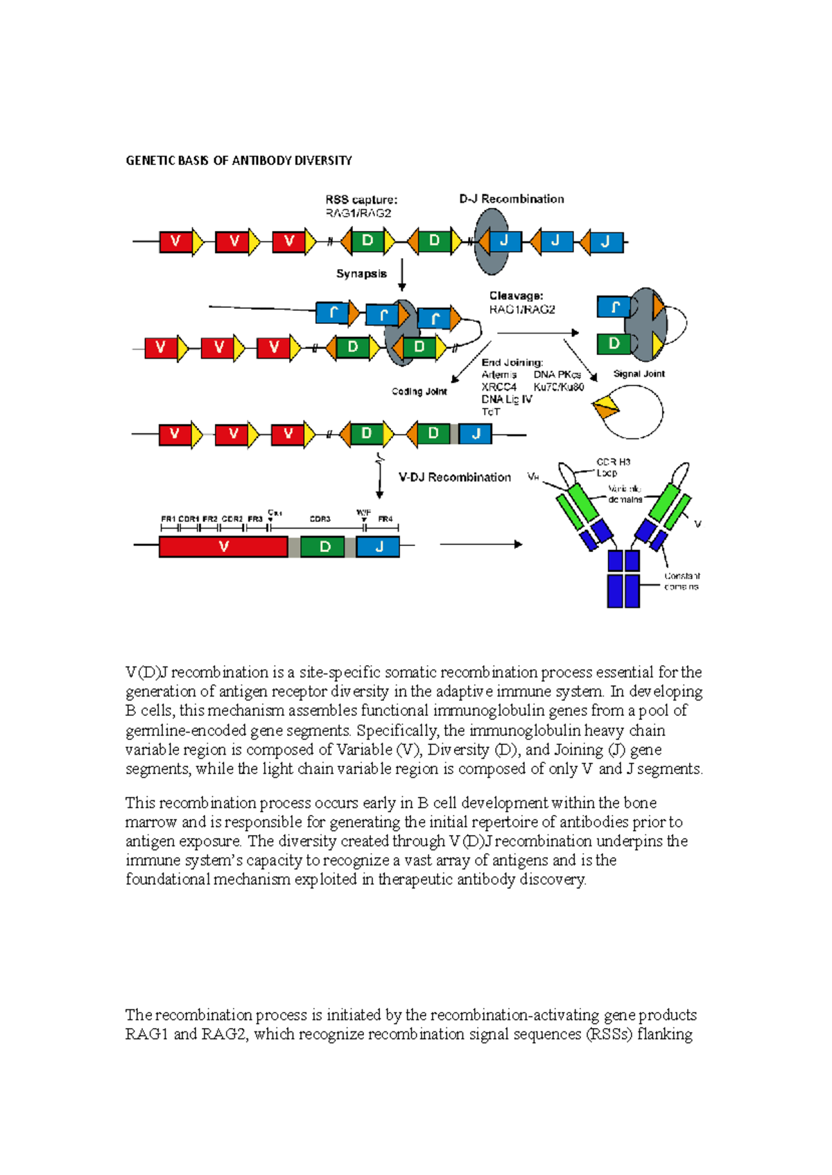 GEN 101: V(D)J Recombination and Antibody Diversity Overview - Studocu