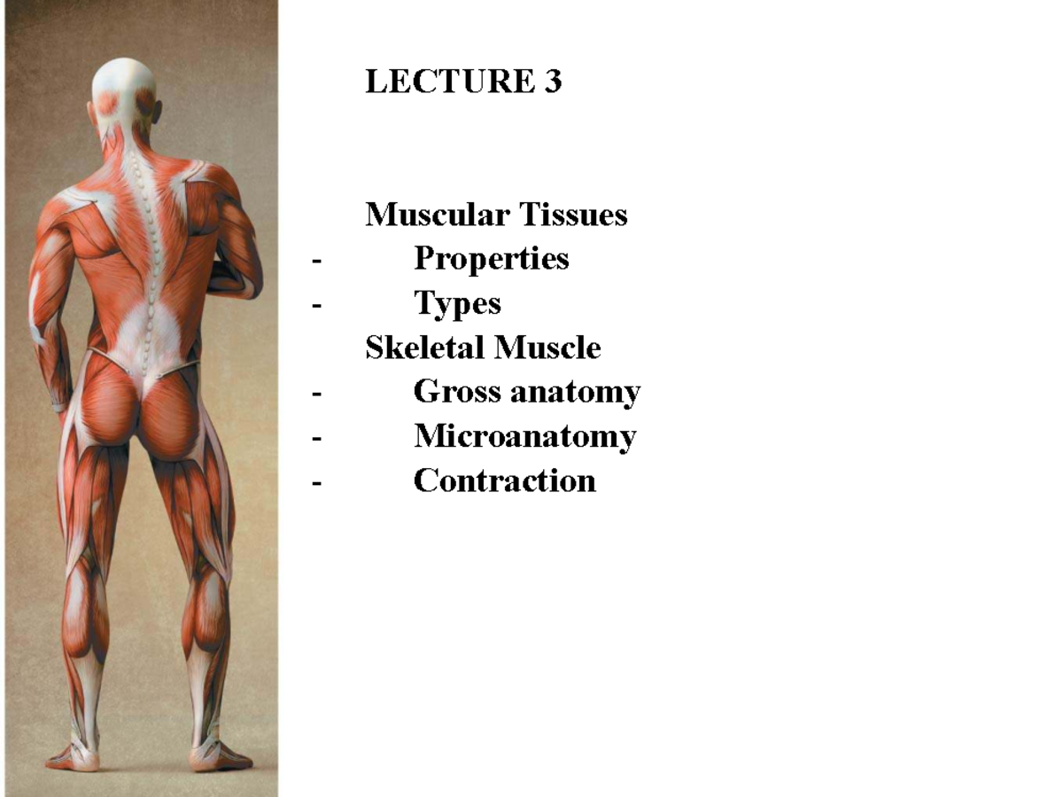 Muscle Anatomy and Function: Overview for BIO101 Lecture 3 - Studocu