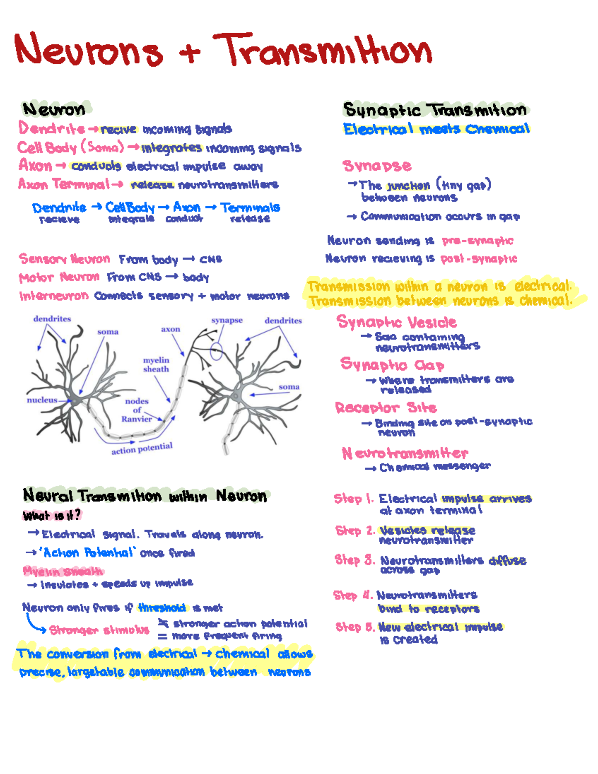 Neurons and Neural Transmission: Understanding Synaptic Communication ...