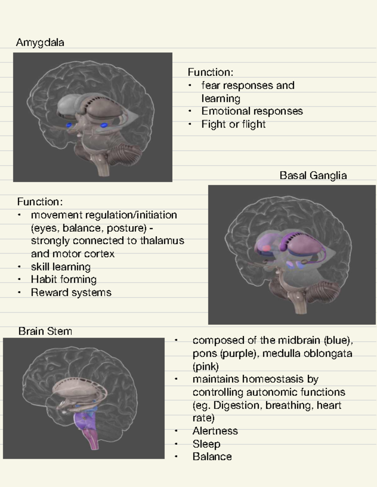 BSN 101: Anatomy of the Brain - Key Structures and Functions - Studeersnel