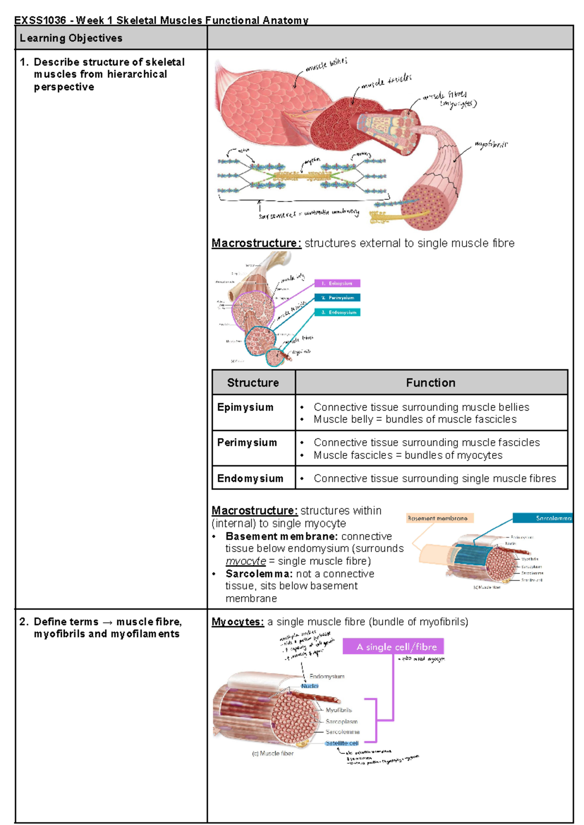 EXSS1036 - Week 1 & 2 Notes on Muscle Anatomy & Metabolic Pathways ...