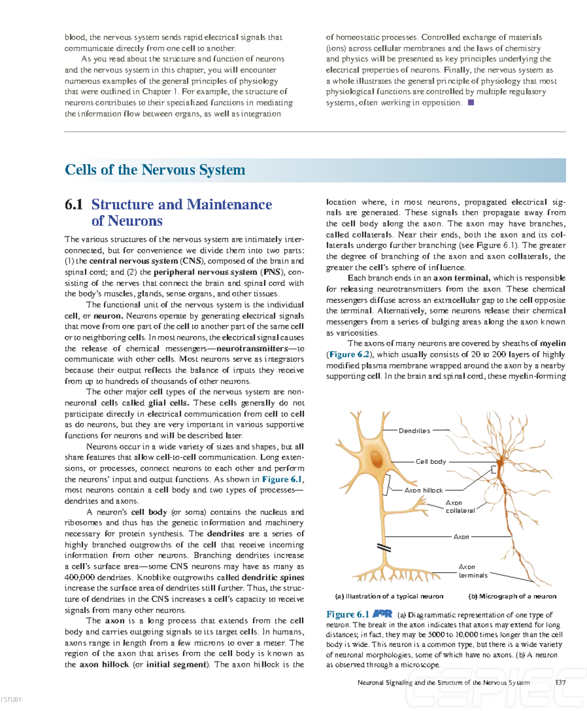 ISTUDY Chapter 6: Neurons and the Nervous System Functions - Studocu