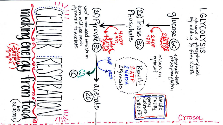 Cellular Respiration Notes (BIO 101) - Glycolysis, Citric Acid Cycle ...