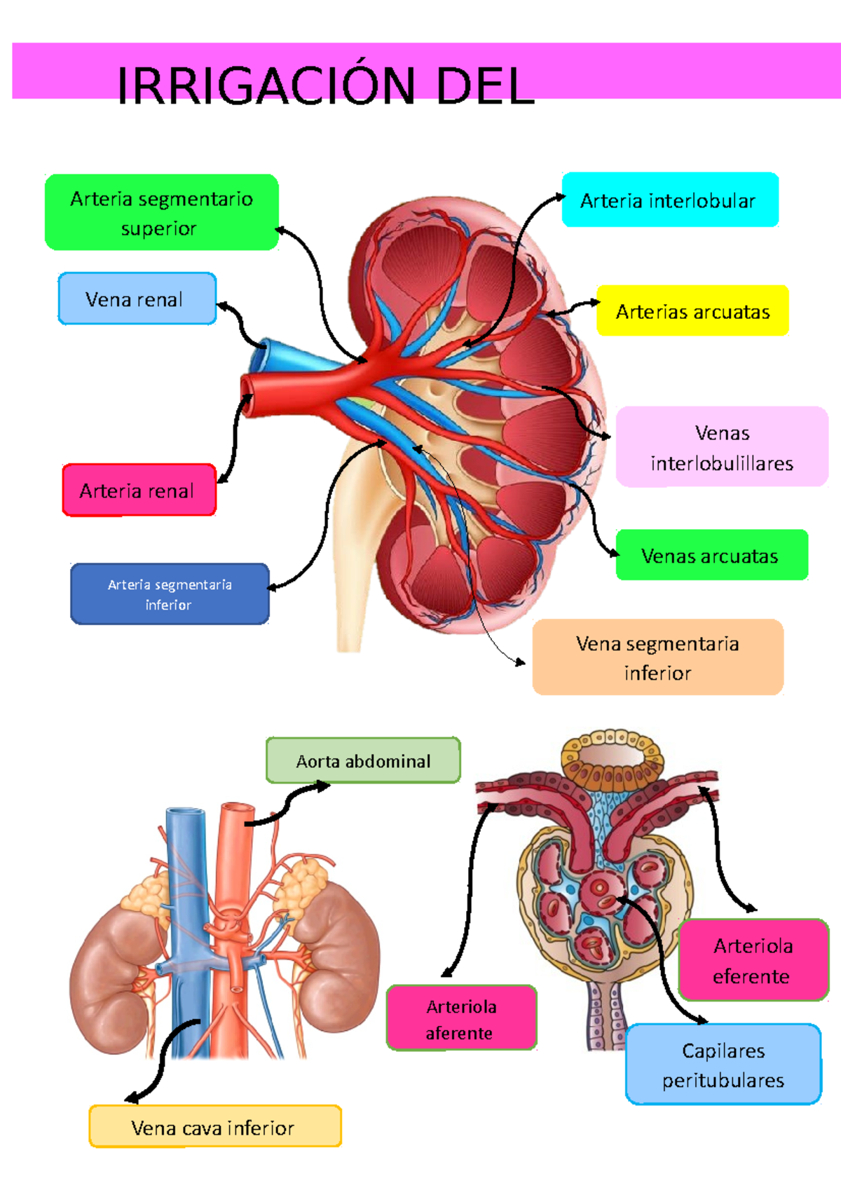 Irrigación Renal: Anatomía de Arterias y Venas del Riñón - Studocu