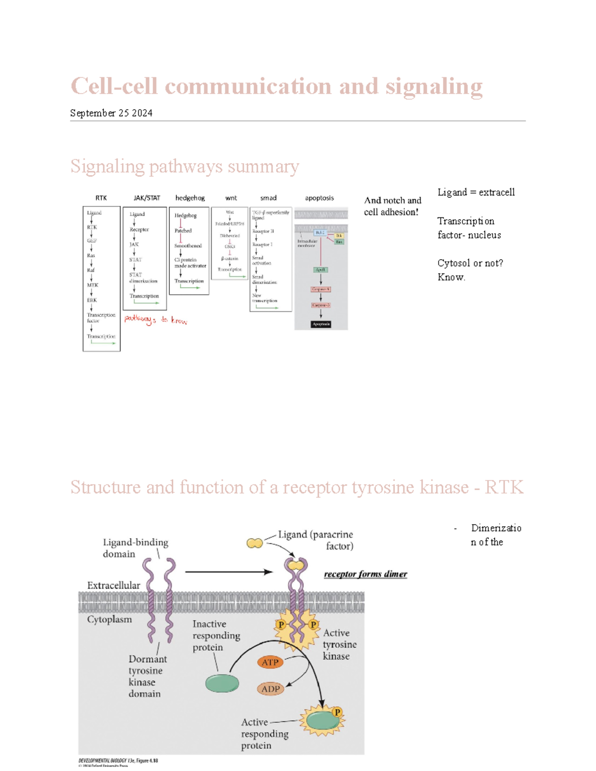 Lecture 3: Cell-Cell Communication & Signaling Pathways Overview - Studocu